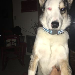 Meet your Posher, Connie